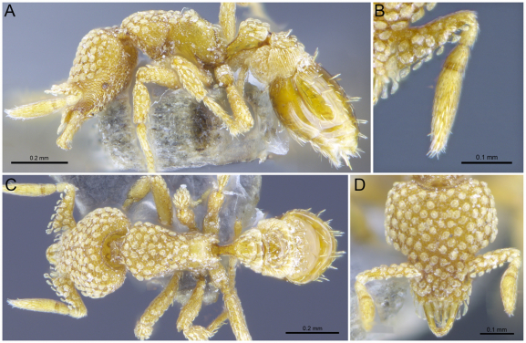 三個全球首次發現的新品種之一，新螞蟻品種Strumigenys lantaui；圖片排序：側面(左上)﹑ 觸角(右上)﹑ 背面(左下) ﹑正面(右下)。(照片來源：香港大學）